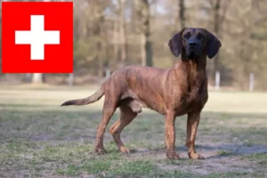 Read more about the article Hannoverscher Schweißhund crescători și căței în Elveția