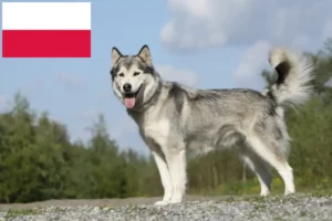 Read more about the article Husky crescători și căței în Polonia