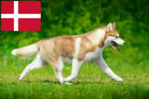 Read more about the article Husky crescători și căței în Danemarca