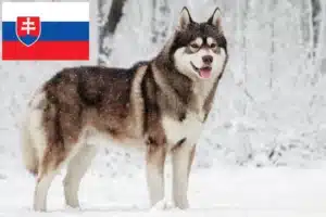 Read more about the article Husky crescători și căței în Slovacia