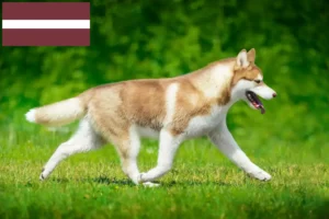 Read more about the article Husky crescători și căței în Letonia