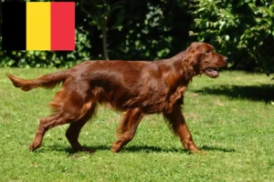 Read more about the article Irish Red Setter crescători și căței în Belgia