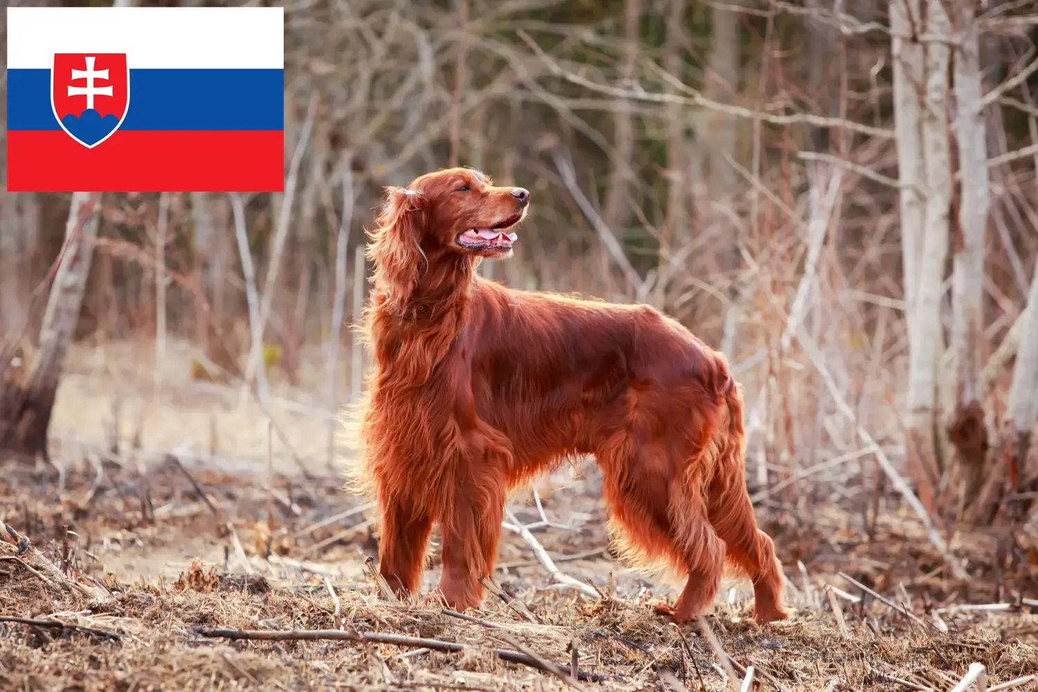 Read more about the article Irish Red Setter crescători și căței în Slovacia