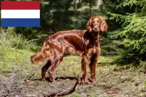 Read more about the article Irish Red Setter crescători și căței în Olanda