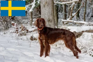 Read more about the article Irish Red Setter crescători și căței în Suedia