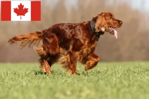 Read more about the article Irish Red Setter crescători și căței în Canada