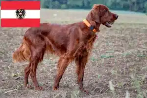 Read more about the article Irish Red Setter crescători și căței în Austria