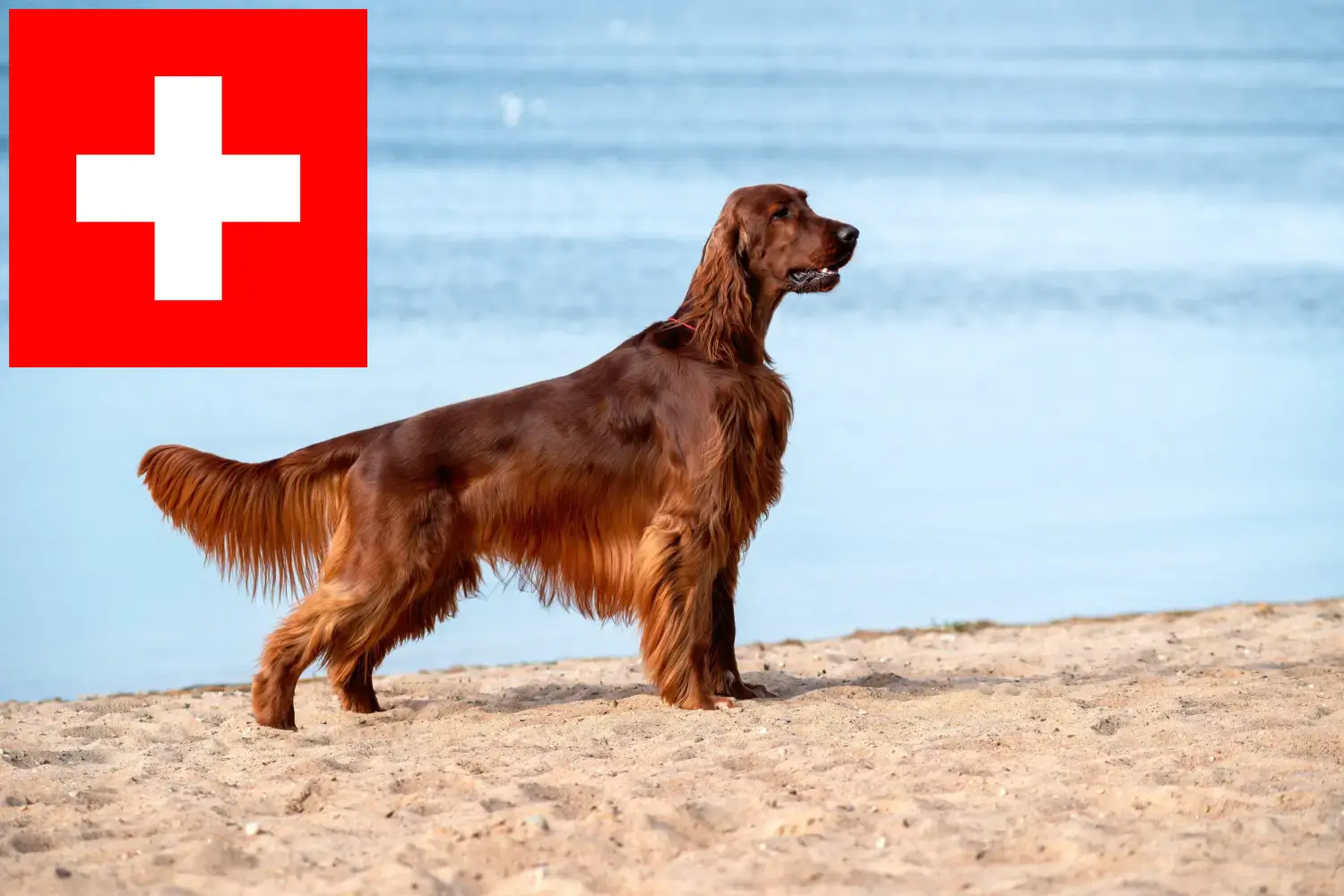 Read more about the article Irish Red Setter crescători și căței în Elveția