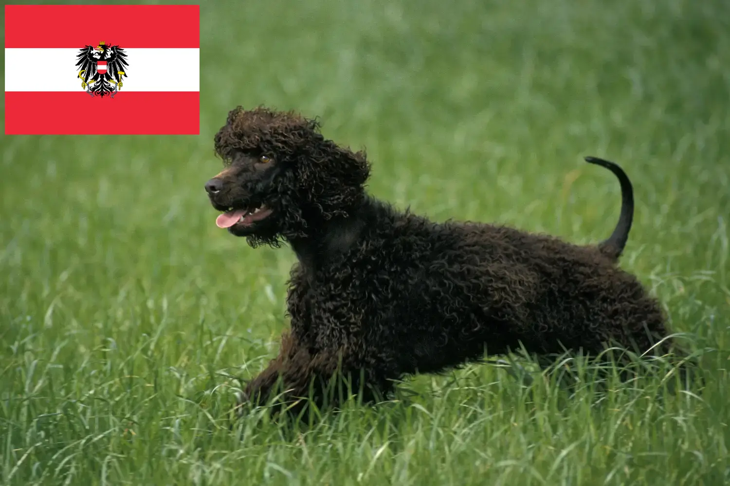 Read more about the article Irish Water Spaniel crescători și căței în Austria