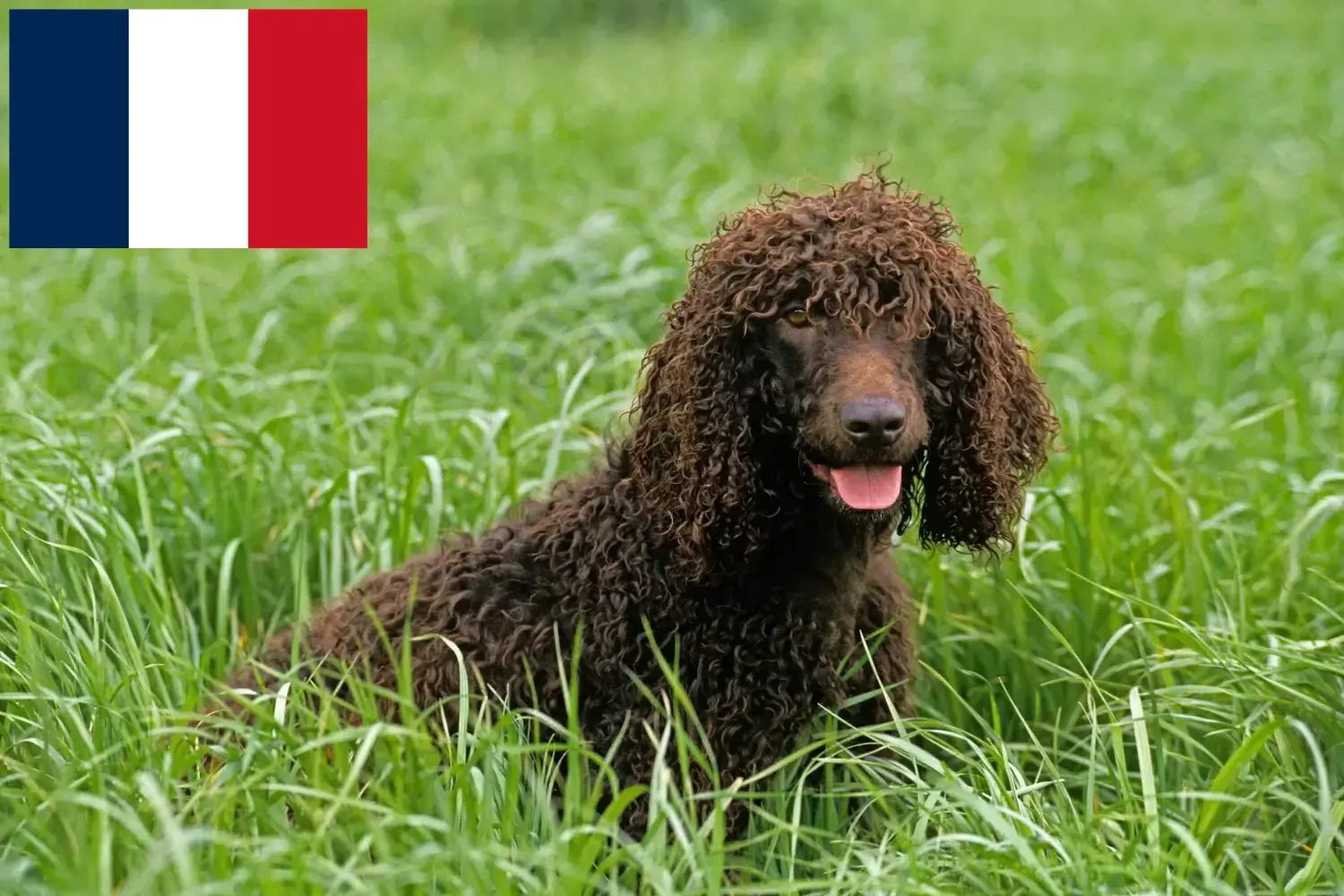 Read more about the article Irish Water Spaniel crescători și căței în Franța