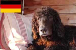 Read more about the article Irish Water Spaniel crescători și căței în Germania