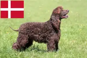 Read more about the article Irish Water Spaniel crescători și căței în Danemarca