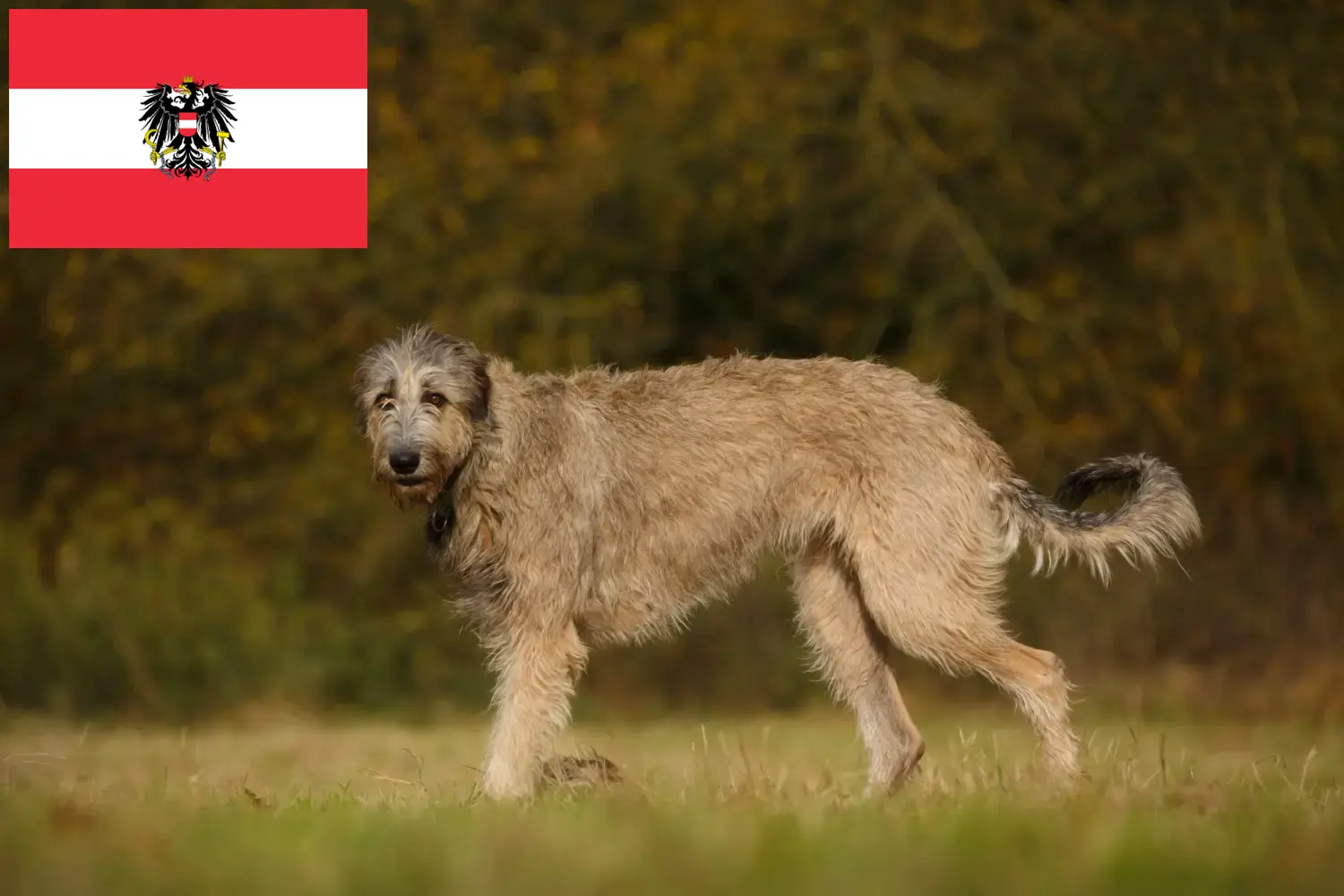 Read more about the article Irish Wolfhound crescători și căței în Austria