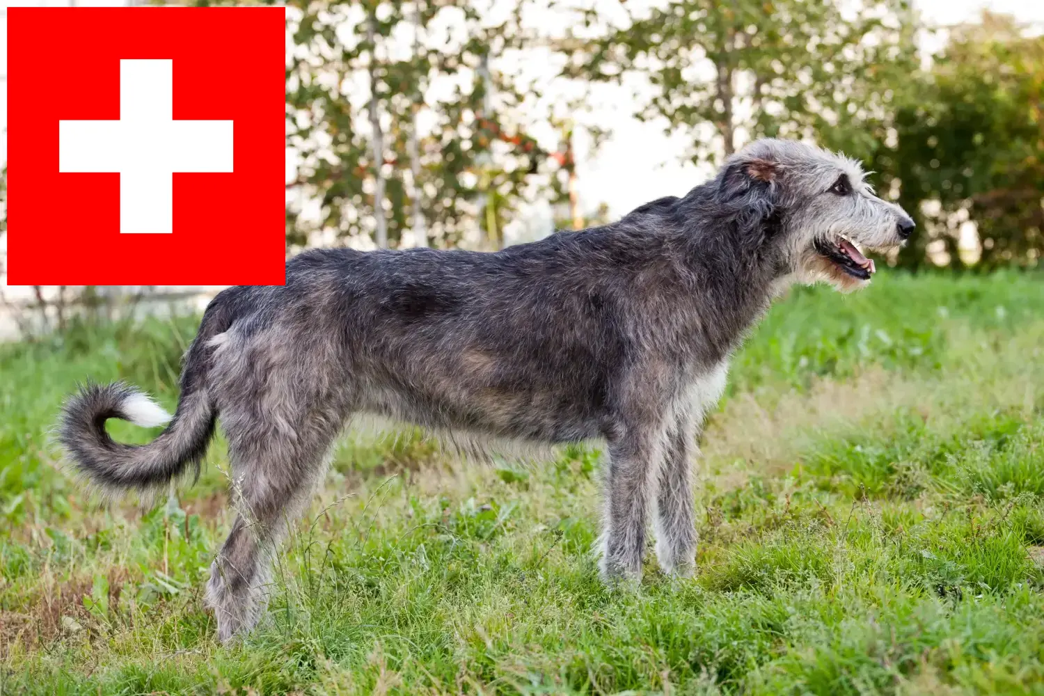 Read more about the article Irish Wolfhound crescători și căței în Elveția