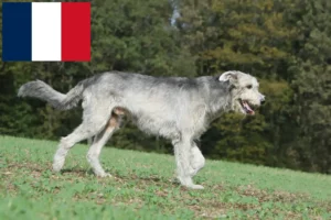 Read more about the article Irish Wolfhound crescători și căței în Franța