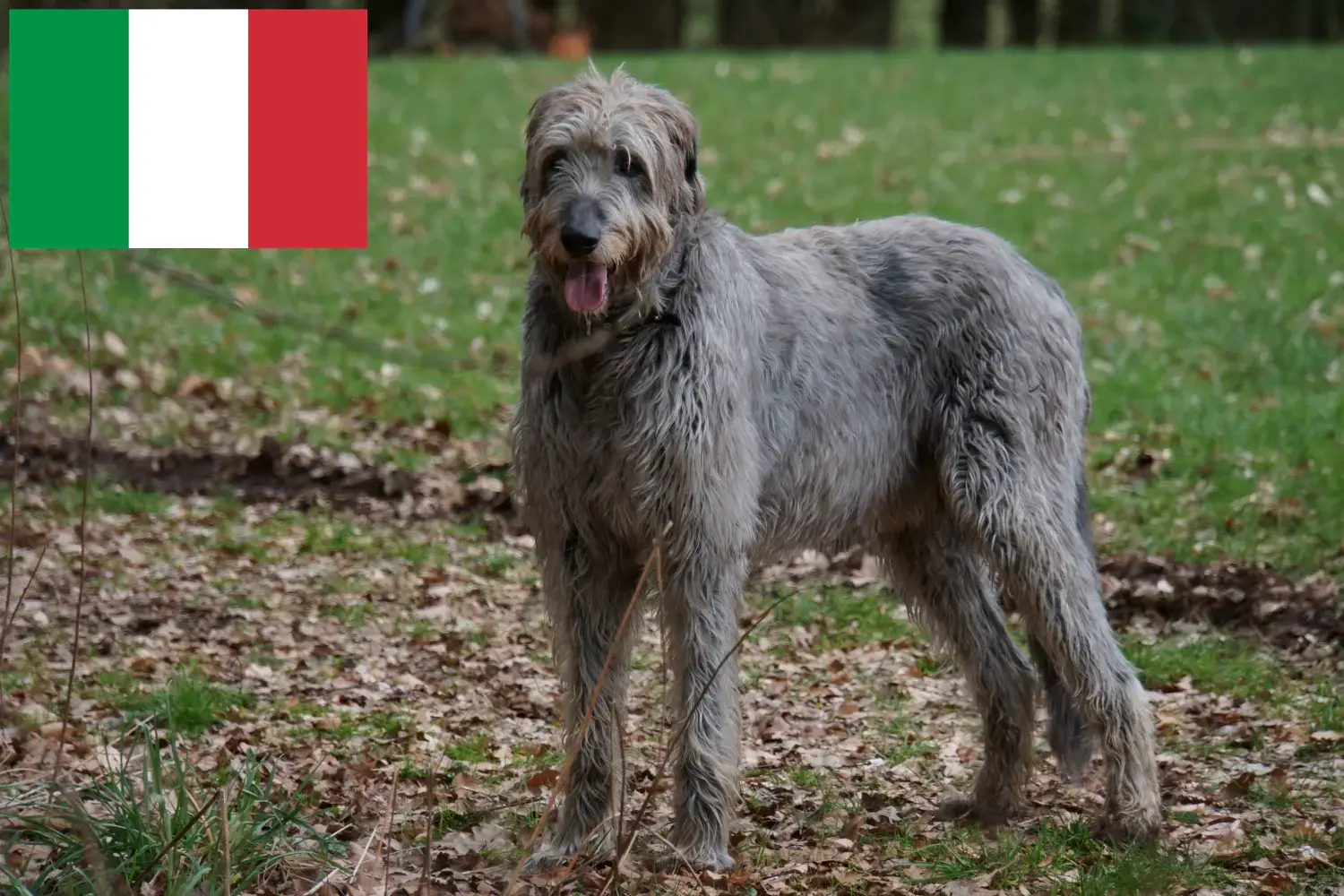 Read more about the article Irish Wolfhound crescători și căței în Italia