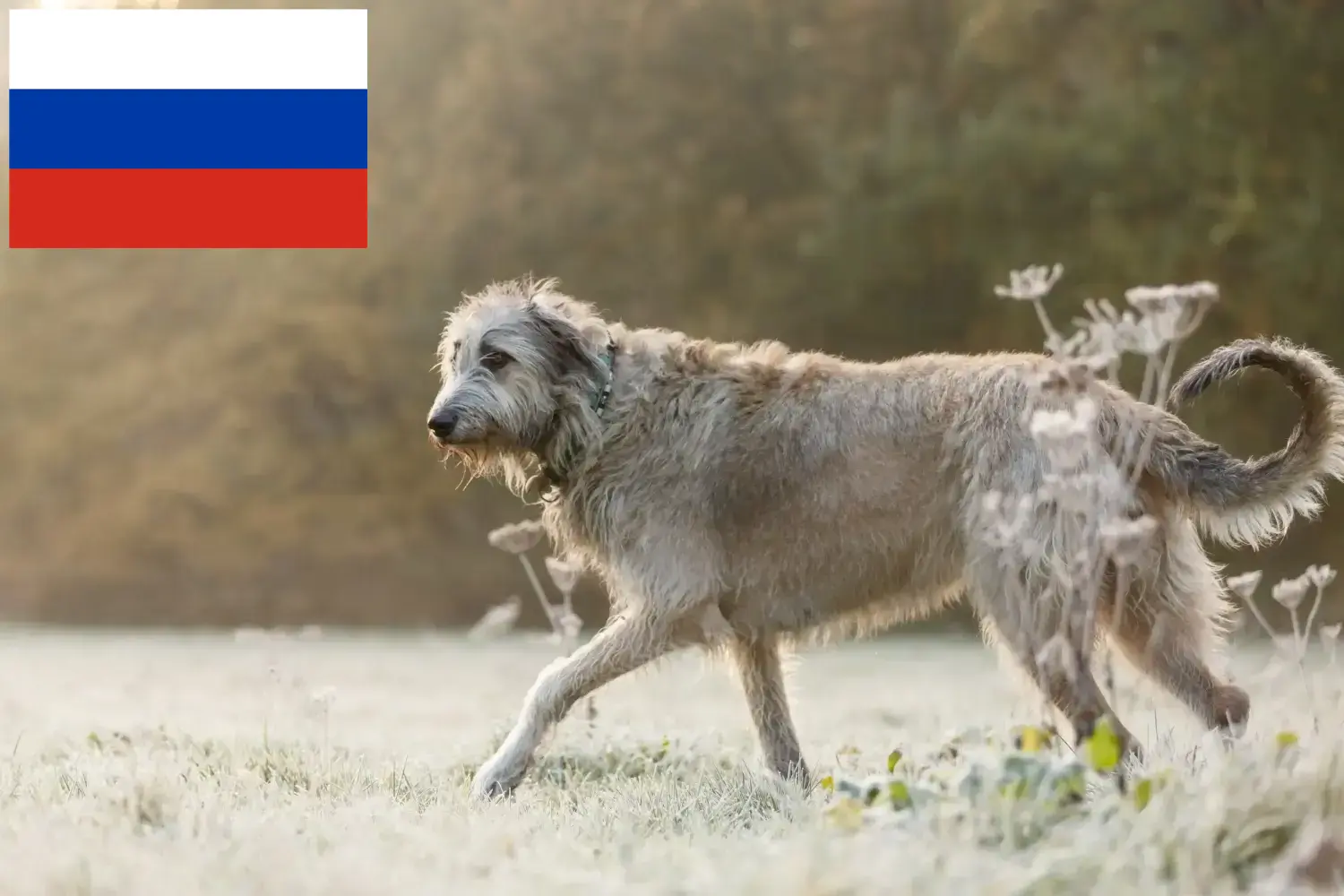 Read more about the article Irish Wolfhound crescători și căței în Rusia