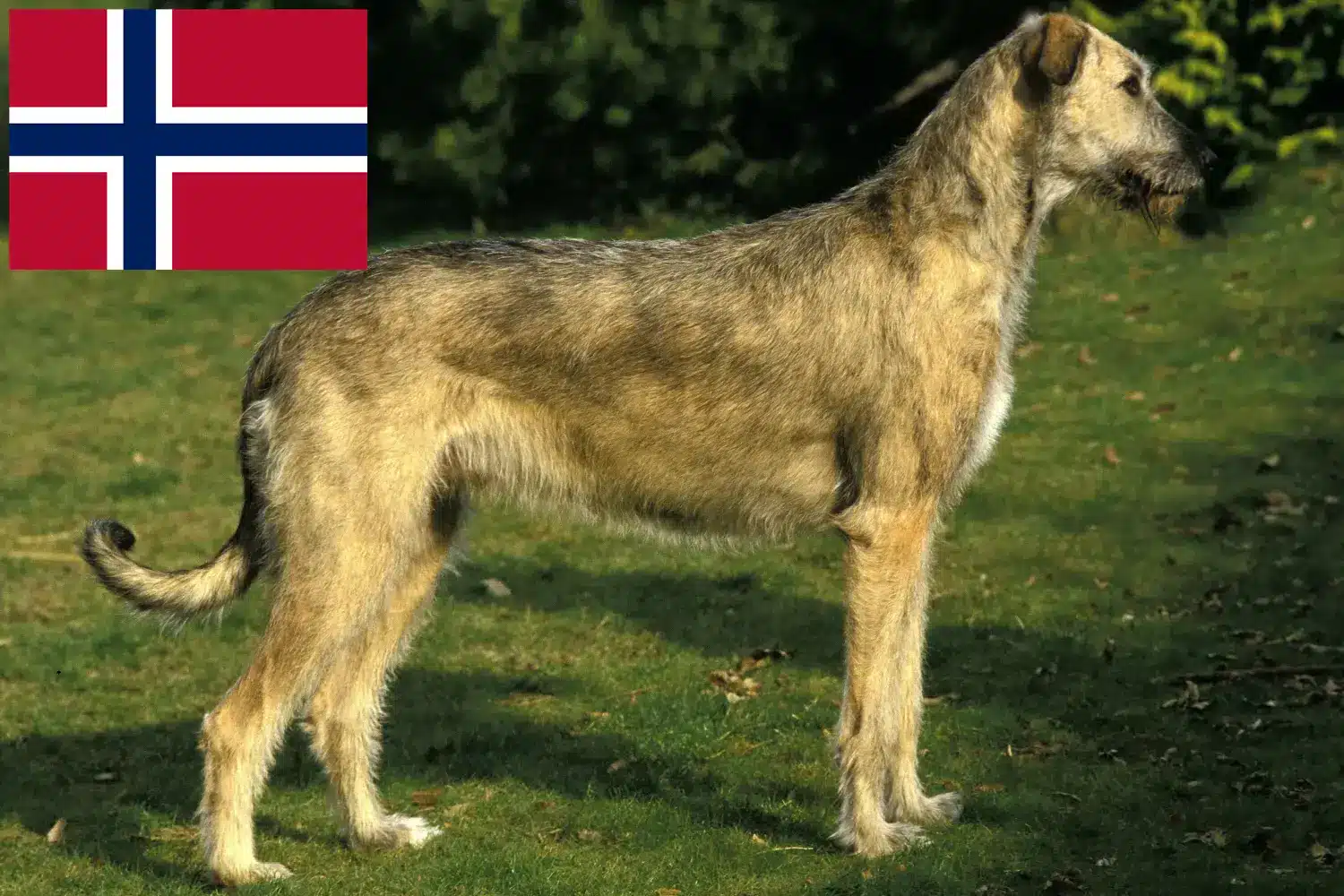 Read more about the article Irish Wolfhound crescători și căței în Norvegia