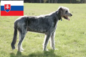 Read more about the article Irish Wolfhound crescători și căței în Slovacia