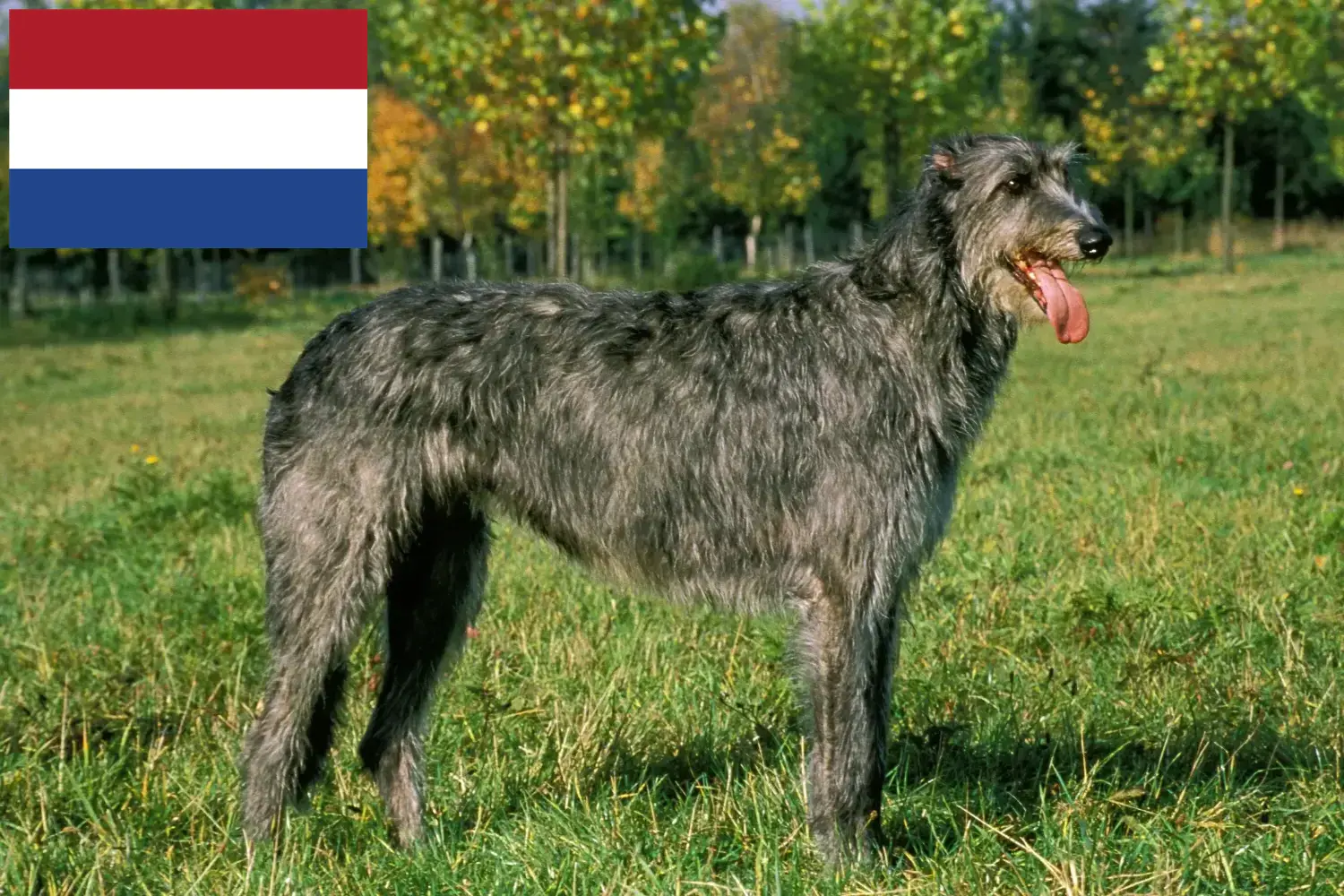 Read more about the article Irish Wolfhound crescători și căței în Olanda