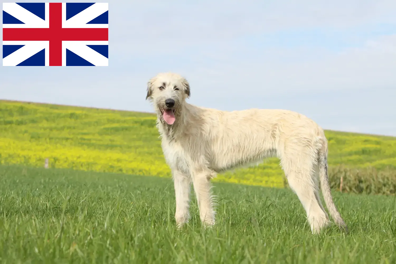 Read more about the article Irish Wolfhound crescători și căței în Marea Britanie