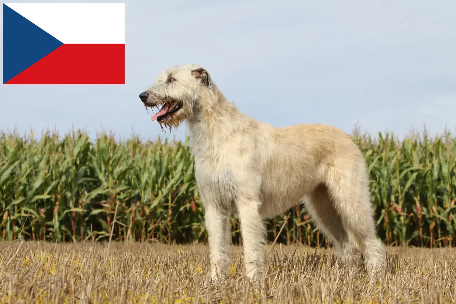 Read more about the article Irish Wolfhound crescători și căței în Republica Cehă