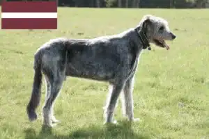 Read more about the article Irish Wolfhound crescători și căței în Letonia