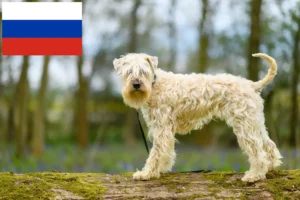 Read more about the article Irish Soft Coated Wheaten Terrier crescători și căței în Rusia