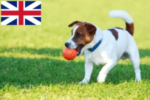 Read more about the article Jack Russell crescători și căței în Marea Britanie