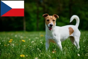 Read more about the article Jack Russell crescători și căței în Republica Cehă