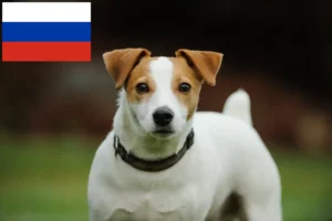 Read more about the article Jack Russell crescători și căței în Rusia