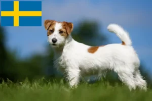 Read more about the article Jack Russell crescători și căței în Suedia