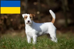 Read more about the article Jack Russell crescători și căței în Ucraina