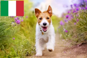 Read more about the article Jack Russell crescători și căței în Italia