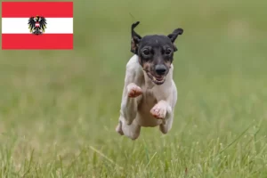 Read more about the article Crescători de Terrier Japonez și căței în Austria