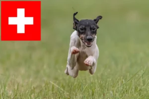 Read more about the article Crescători de Terrier Japonez și căței în Elveția