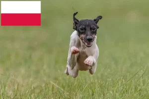 Read more about the article Crescători de Terrier Japonez și căței în Polonia