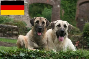 Read more about the article Kangal crescători și căței în Germania