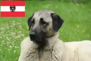 Read more about the article Kangal crescători și căței în Austria