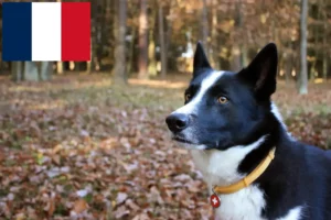 Read more about the article Karelian Bear câine crescători de câini și căței în Franța