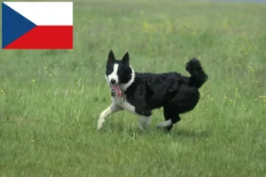 Read more about the article Karelian Bear Dog crescători de câini și căței în Republica Cehă