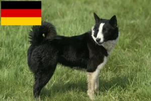 Read more about the article Karelian Bear câine crescători de câini și căței în Germania