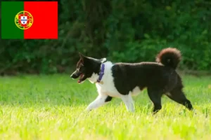 Read more about the article Karelian Bear Dog Breeder și cățeluși în Portugalia