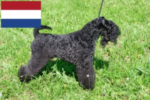 Read more about the article Kerry Blue Terrier crescători și căței în Olanda