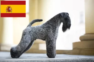 Read more about the article Kerry Blue Terrier crescători și căței în Spania