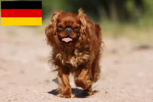 Read more about the article King Charles Spaniel crescători și căței în Germania