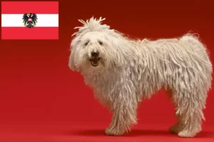 Read more about the article Komondor crescători și căței în Austria