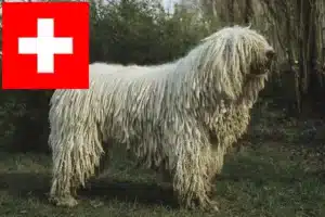 Read more about the article Komondor crescători și căței în Elveția