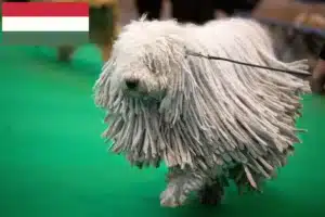 Read more about the article Crescători de Komondor și căței în Ungaria