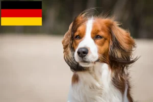 Read more about the article Kooikerhondje olandeză crescători și căței în Germania